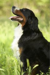 Porträt eines Berner Sennenhund im Gras sitzt