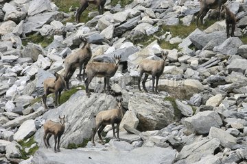 Chamois herd on rocks Combe de l'A Valais Switzerland