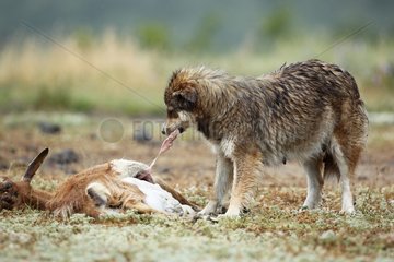 Feral dog eating a carrion of sheep Bulgaria