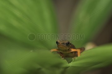 Toad on a leaf South America