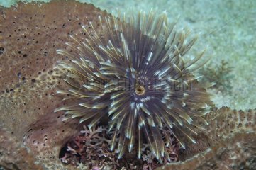 Magnificent feather duster in the Caribbean Sea