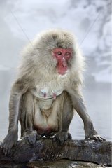 Macaque du Japon en hiver source thermale Japon
