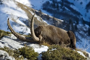 Ibex mÃ¤nnlich macht Nickerchen Bornes Massif Frankreich