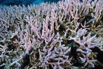 Staghorn coral Boularis Noumea