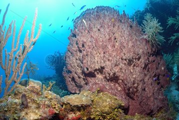 Barrel Ponge Caribbean Sea Belize