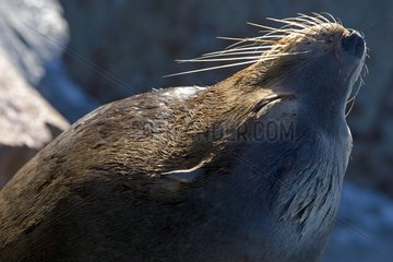 Porträt des kalifornischen Seelöwen Monterey California USA