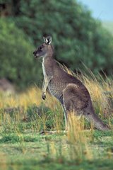 Kangourou gris de l'Est Victoria Australie