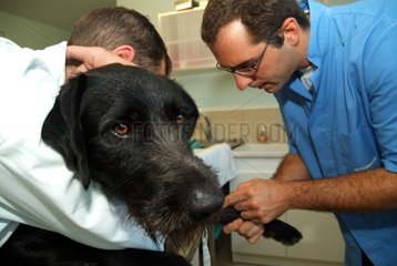 Veterinary surgeon carrying out an application for an injection