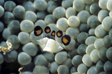 Tail of an Anemone shrimp in Papua New Guinea