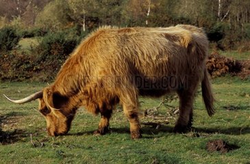Schottische Kuh weideten Gras vor Frankreich