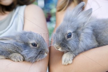 Rabbits dwarves in the arms of girls France