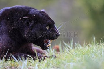 Black Panther aggressive lying in the grass
