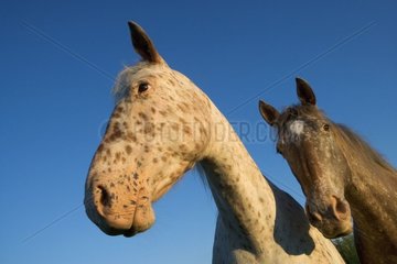 Porträt von zwei Appaloosa -Pferden Frankreich