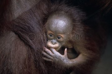 Jeune Orang outan sucant son doigt dans les bras d'un adulte