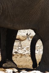 Elephant with a deployed penis ahead of a Springbok Etosha