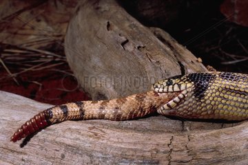 Serpent roi mangeant un Crotale cornu Mexique