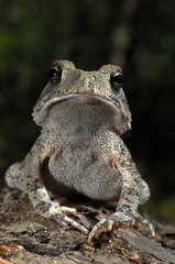 Woodhouse's Toad walking and watching Texas