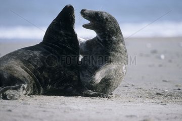 Gray seals adults playfighting on a beach North Sea Germany