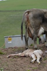 WÃ¤lde charolais auf Kuh der Brown Race tot
