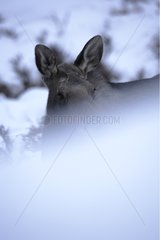 Portrait of a female Eurasian Elk Alaska