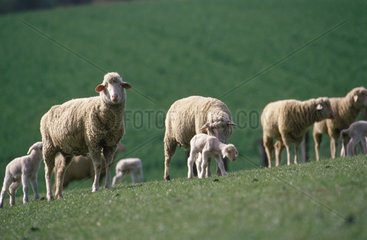 Troupeau de Mérinos et agneaux au pré