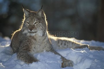 Lynx boréal couché dans la neige Europe