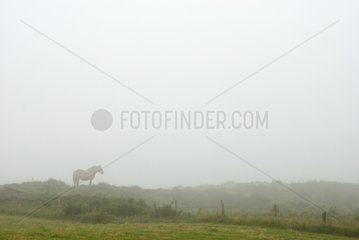 Pferd im Nebel Auvergne Frankreich