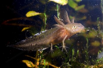 Young Northern Crested Newt in a pond Touraine France
