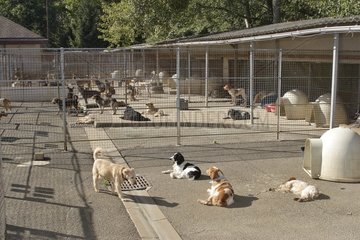 Hunde  die in einer Zuflucht der ASPCA Frankreich adoptiert werden sollen