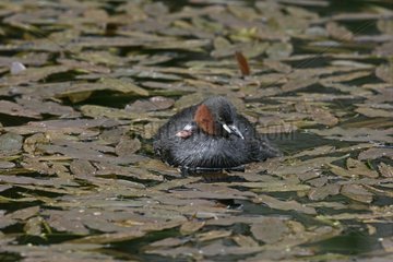 Little grebe carrying a young on its back United-Kingdom