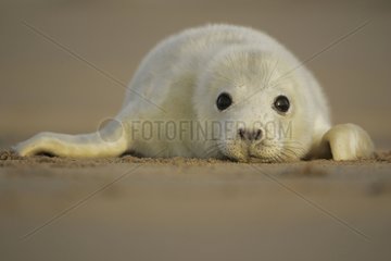 Portrait of a young Grey seal lying down on the sand