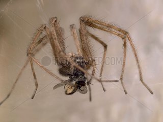 Housespider verschlingt seine Beute an seinem Spinnweb in einem Haus