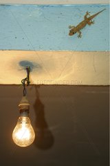Margouillat à l'affut prés d'une ampoule Mayotte