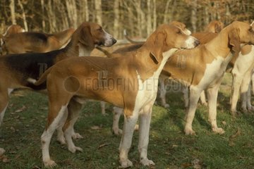 Meute de chiens courants Anglo Français de Petite Vénerie