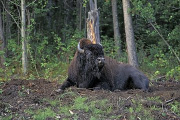 Bison des bois couché à la lisière d'une forêt BC Canada