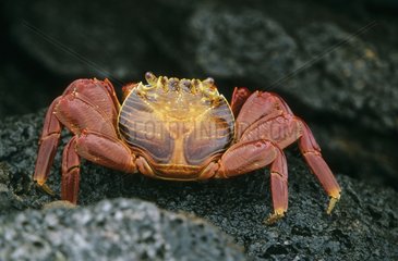 Sally Lightfoot Crab Walka Sur Island Galapagos