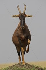 Topi on a mound with the leg lifting Masai Mara Kenya