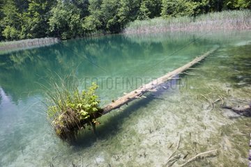 Vegetation after a tree Plitvice lakes NP Croatia