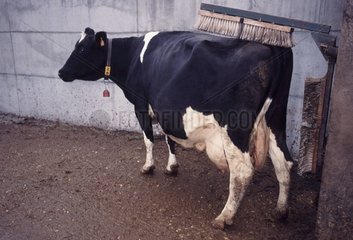 Vache Holstein se frottant le dos France