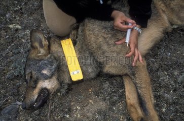 Injection de péniciline sur un Loup d'Espagne