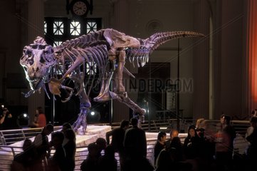 Squelette du Tyranosaure Sue Field Museum Chicago USA