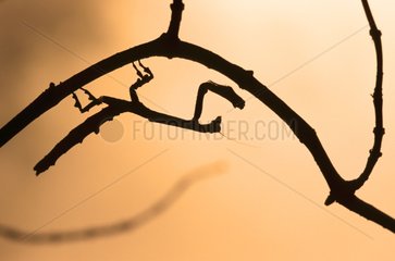 Twig Mantis on a bush branch Madagascar