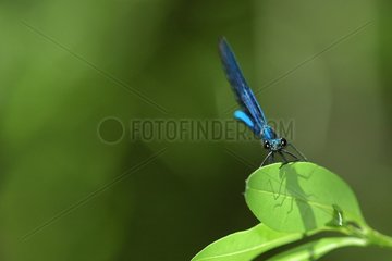 Blaue Libelle  deren Schatten auf einem Blatt Frankreich gedehnt ist