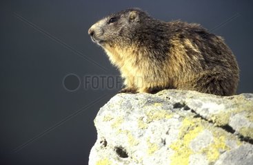 Marmotte des Alpes sur un rocher PN Vanoise France