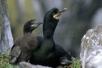 European Shag on nest with its youngs Scotland