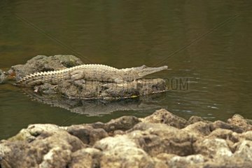 Australian freshater crocodile on a rock Australia