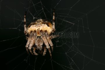 Weaver Spider on its cobweb Sieuras Ariège France