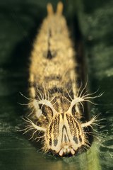 Caterpillar of butterfly Caligo South America