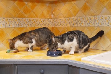 Two domestic cats in their eating gamelle