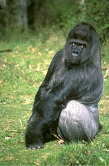 Gorille de plaine mâle au dos argenté en captivité